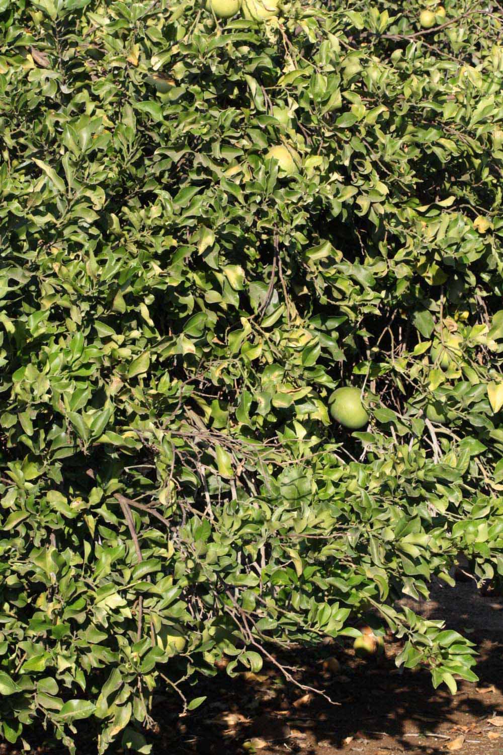            Habit (Riverside, CA)   